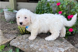 Mr Joey - Bichon Frise for sale