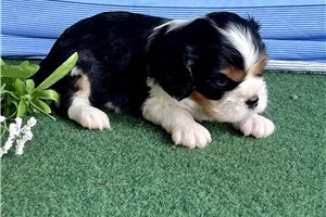 Mr Davy - Cavalier King Charles Spaniel for sale
