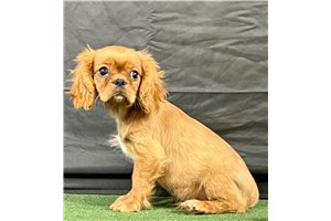 Mr Red - Cavalier King Charles Spaniel for sale