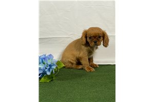 Mr Randy - Cavalier King Charles Spaniel for sale