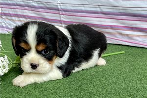 Mr Donny - Cavalier King Charles Spaniel for sale