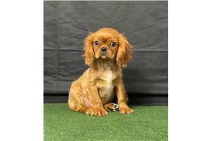 Mr Randy - Cavalier King Charles Spaniel for sale