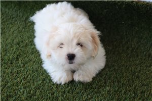 Kenny - Shichon for sale