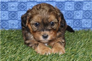 Vito - puppy for sale