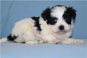 Marcel - Shih-Poo - Shihpoo for sale