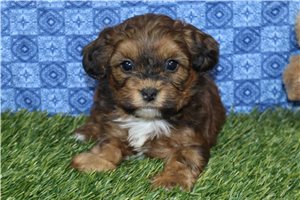 Vander - puppy for sale