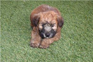 Rowan - Soft Coated Wheaten Terrier for sale