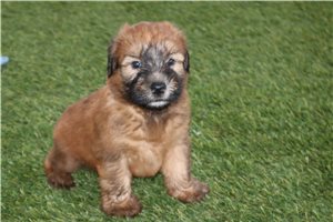 Raelynn - Soft Coated Wheaten Terrier for sale