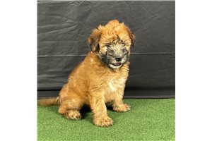 Miss Tania - Soft Coated Wheaten Terrier for sale