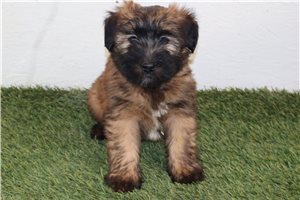Charles - Soft Coated Wheaten Terrier for sale