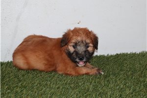 Ruby - Soft Coated Wheaten Terrier for sale