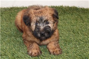 Charlotte - Soft Coated Wheaten Terrier for sale