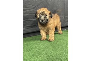 Miss Delia - Soft Coated Wheaten Terrier for sale