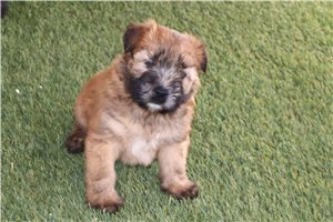 Caleb - Soft Coated Wheaten Terrier for sale