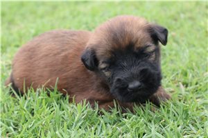 Rudy - Soft Coated Wheaten Terrier for sale