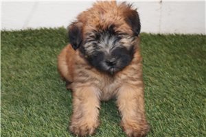 Chloe - Soft Coated Wheaten Terrier for sale