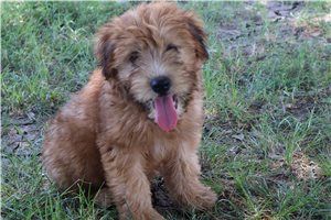 Romeo - Soft Coated Wheaten Terrier for sale