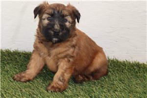 Kira - Soft Coated Wheaten Terrier for sale