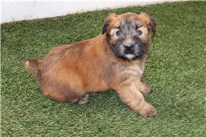 Cooper - Soft Coated Wheaten Terrier for sale