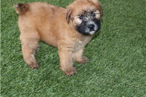 Ryan - Soft Coated Wheaten Terrier for sale