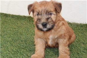Carter - Soft Coated Wheaten Terrier for sale