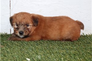 Rose - Soft Coated Wheaten Terrier for sale