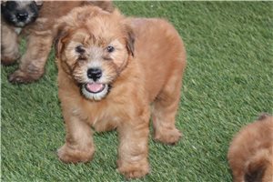 Ruth - Soft Coated Wheaten Terrier for sale