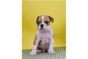 Sonnie - English Bulldog for sale