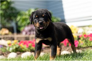 Bookie - Rottweiler for sale