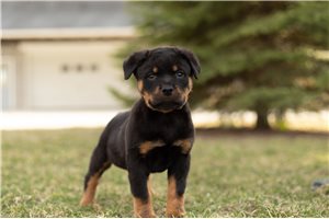 Herk - Rottweiler for sale