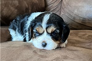 GLORIA - puppy for sale