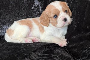 Gina - Cavalier King Charles Spaniel for sale