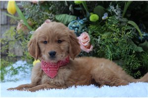 Alexander - puppy for sale