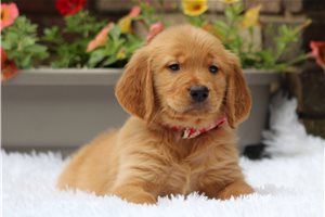 Raelynn - puppy for sale
