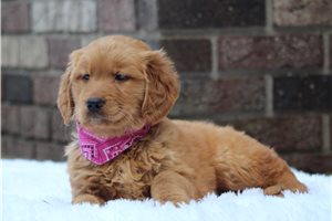 Britt - puppy for sale