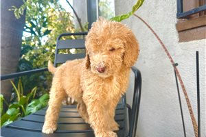 Gabby - Goldendoodle for sale