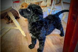 Marvin - Goldendoodle for sale