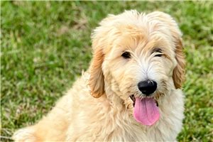Miles - Labradoodle for sale