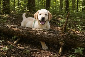 Sherwood - puppy for sale