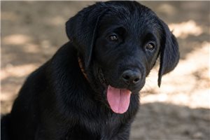 Shelby - Labrador Retriever for sale