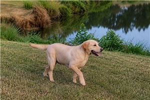 Shelton - Labrador Retriever for sale