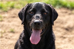 Shasta - Labrador Retriever for sale