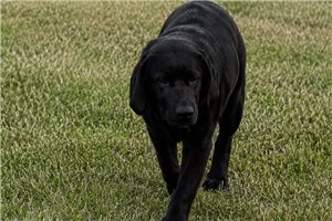Shiloh - Labrador Retriever for sale