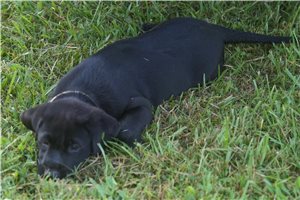 Sheba - Labrador Retriever for sale