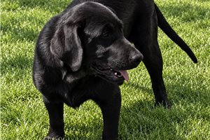 Shiloh - Labrador Retriever for sale
