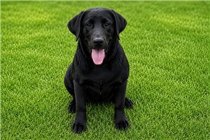 Shasta - Labrador Retriever for sale