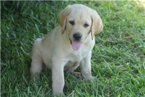 Shelton - Labrador Retriever for sale