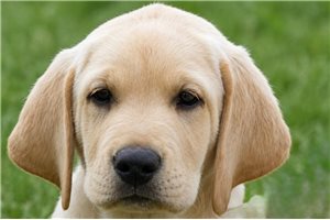 Shelton - Labrador Retriever for sale
