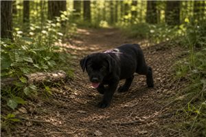Sheba - puppy for sale