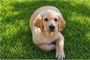 Sherwood - Labrador Retriever for sale